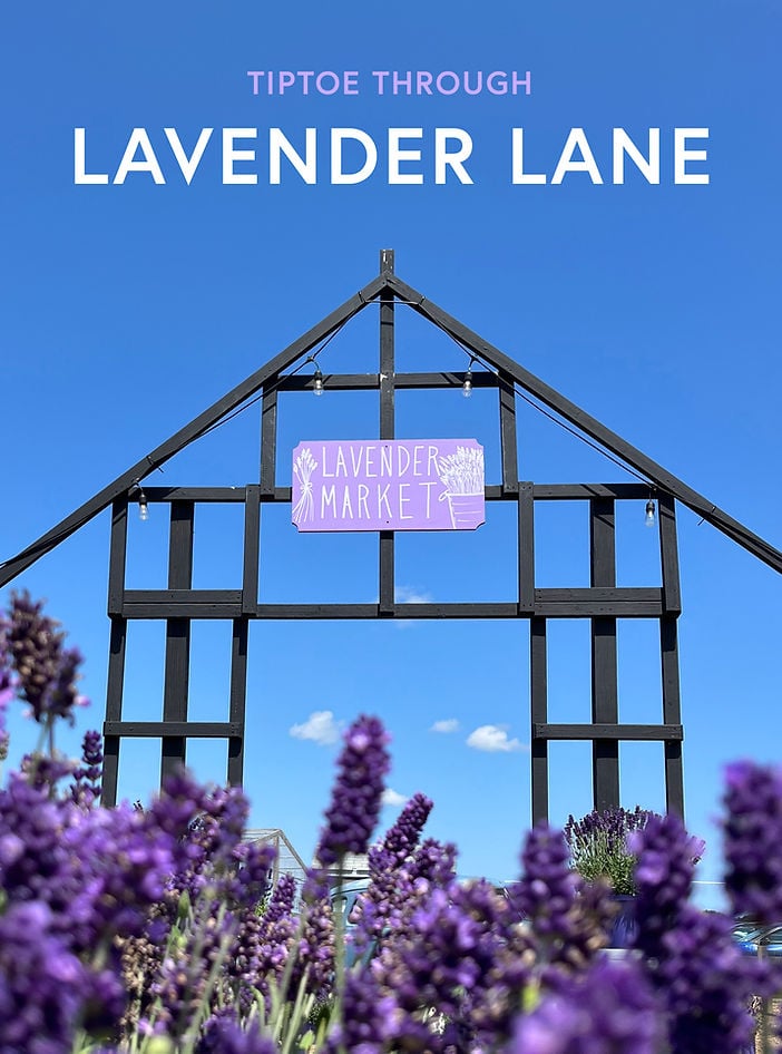 Lavender Lane 1